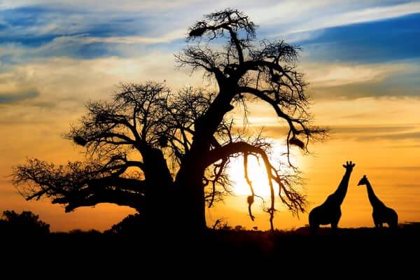 Afrika Turizmi ve öneriler