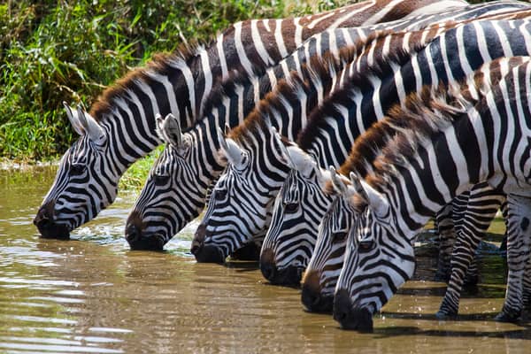 Tanzanya'da safari