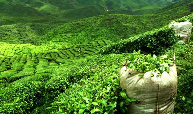 Slimangal çay tarlaları